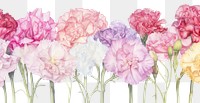 PNG  Pink pastel carnation backgrounds flower plant