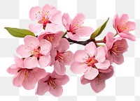 PNG Peach Blossom blossom flower plant. 