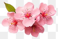 PNG Peach Blossom blossom flower petal. AI generated Image by rawpixel.