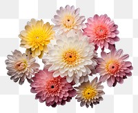 PNG Chrysanthemums chrysanths flower petal. AI generated Image by rawpixel.