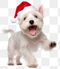 PNG White west highland terrier christmas mammal animal