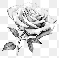 PNG Drawing sketch rose flower. AI generated Image by rawpixel.