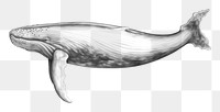 PNG Vintage whale drawing sketch animal. AI generated Image by rawpixel.