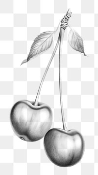 PNG Drawing cherry sketch fruit. 