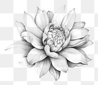 PNG Flower badge drawing sketch dahlia. AI generated Image by rawpixel.