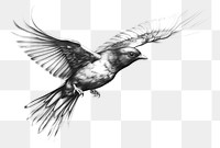 PNG Flying bird drawing sketch animal. AI generated Image by rawpixel.