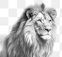 PNG Lion drawing sketch mammal. 