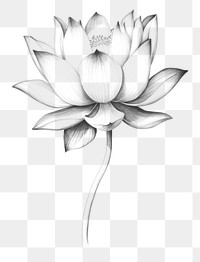 PNG Lotus drawing sketch flower. AI generated Image by rawpixel.