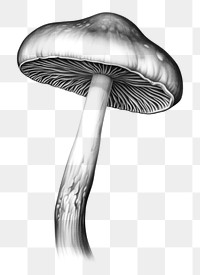 PNG Mushroom drawing fungus sketch. AI generated Image by rawpixel.