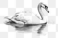 PNG Swan drawing sketch animal. 