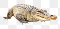 PNG Crocodile animal reptile lizard. 