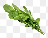 PNG  Fresh green arugula leaves vegetable spinach plant. AI generated Image by rawpixel.