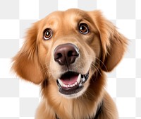 PNG  Golden Retriever retriever mammal animal. AI generated Image by rawpixel.