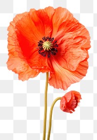 PNG Oriental poppy flower plant white background. AI generated Image by rawpixel.