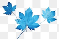 PNG Maple leaf plant tree art. AI generated Image by rawpixel.