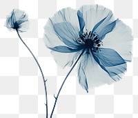 PNG Minimal dry poppy flower petal plant. 