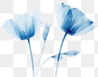 PNG Minimal dry tulip flower petal plant. AI generated Image by rawpixel.