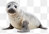 PNG  Seal animal mammal white background. AI generated Image by rawpixel.