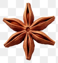 PNG Echinoderm ingredient freshness almond. AI generated Image by rawpixel.