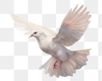 PNG Painting animal pigeon white