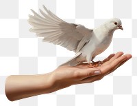 PNG Animal pigeon white bird