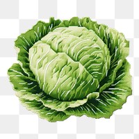 PNG Vegetable cabbage plant food. AI generated Image by rawpixel.
