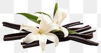 PNG  Vanilla flower plant white