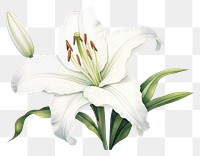 PNG  A white lily flower plant white background. AI generated Image by rawpixel.