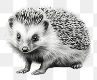 Porcupine hedgehog animal mammal. AI generated Image by rawpixel.