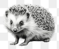 Porcupine hedgehog animal mammal. 