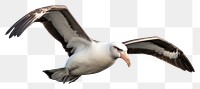 PNG Albatross animal bird beak. AI generated Image by rawpixel.
