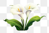 PNG Calla lily flower plant white. AI generated Image by rawpixel.