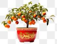 PNG  Kumquat Tree plant tree grapefruit. AI generated Image by rawpixel.