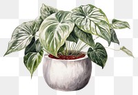 PNG Potted Caladium plant leaf white background. AI generated Image by rawpixel.