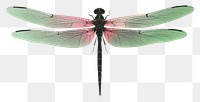 PNG Dragonfly dragonfly animal insect