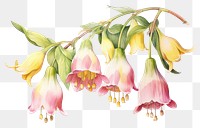 PNG Jingel bells flower plant petal. AI generated Image by rawpixel.