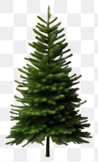 PNG Christmas tree plant pine fir. AI generated Image by rawpixel.
