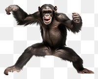 Wildlife mammal monkey animal. AI generated Image by rawpixel.
