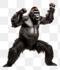 PNG Wildlife gorilla monkey mammal. AI generated Image by rawpixel.