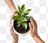 PNG Hand planting a plant pot leaf houseplant terracotta. AI generated Image by rawpixel.