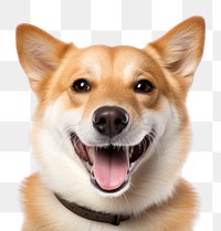 PNG  Dog smile mammal animal snout. AI generated Image by rawpixel.