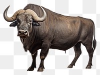 PNG  African buffalo livestock wildlife cattle. AI generated Image by rawpixel.