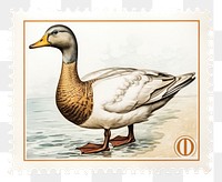 PNG Duck animal goose bird. AI generated Image by rawpixel.