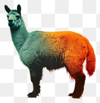PNG Alpaca animal mammal llama. AI generated Image by rawpixel.