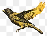 PNG Bird animal creativity side view. AI generated Image by rawpixel.