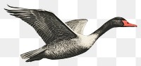PNG Animal goose bird beak. AI generated Image by rawpixel.