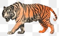 PNG A running tiger wildlife animal mammal. AI generated Image by rawpixel.