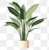 PNG Plant leaf houseplant floristry transparent background