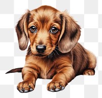 PNG Dog animal mammal puppy. AI generated Image by rawpixel.