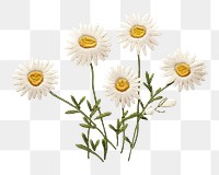 PNG Daisy embroidery flower plant AI generated Image by rawpixel